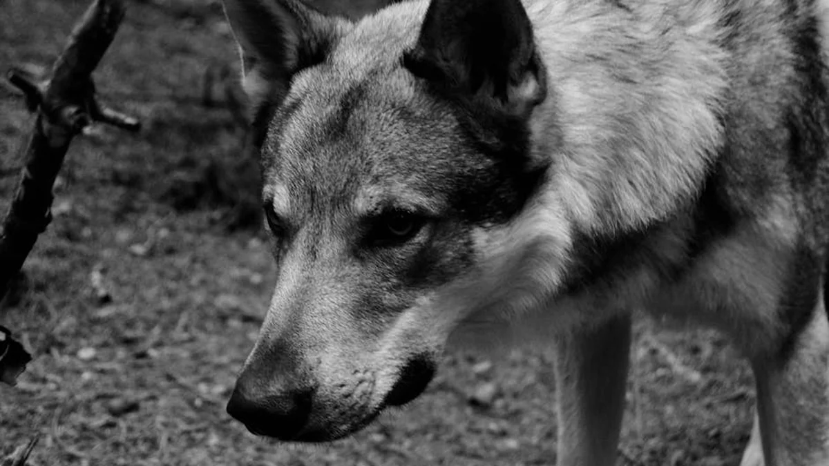 In Germany, a wolf attacked a human after almost 30 years