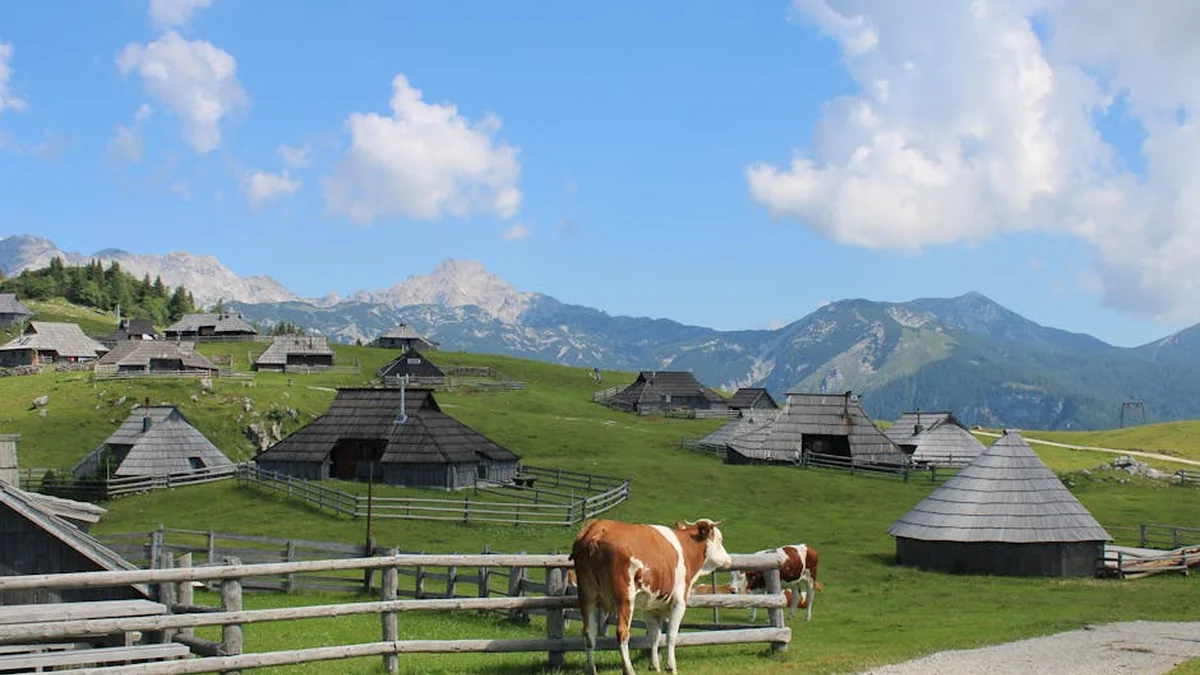 Where did Slovenians go, who came to us?