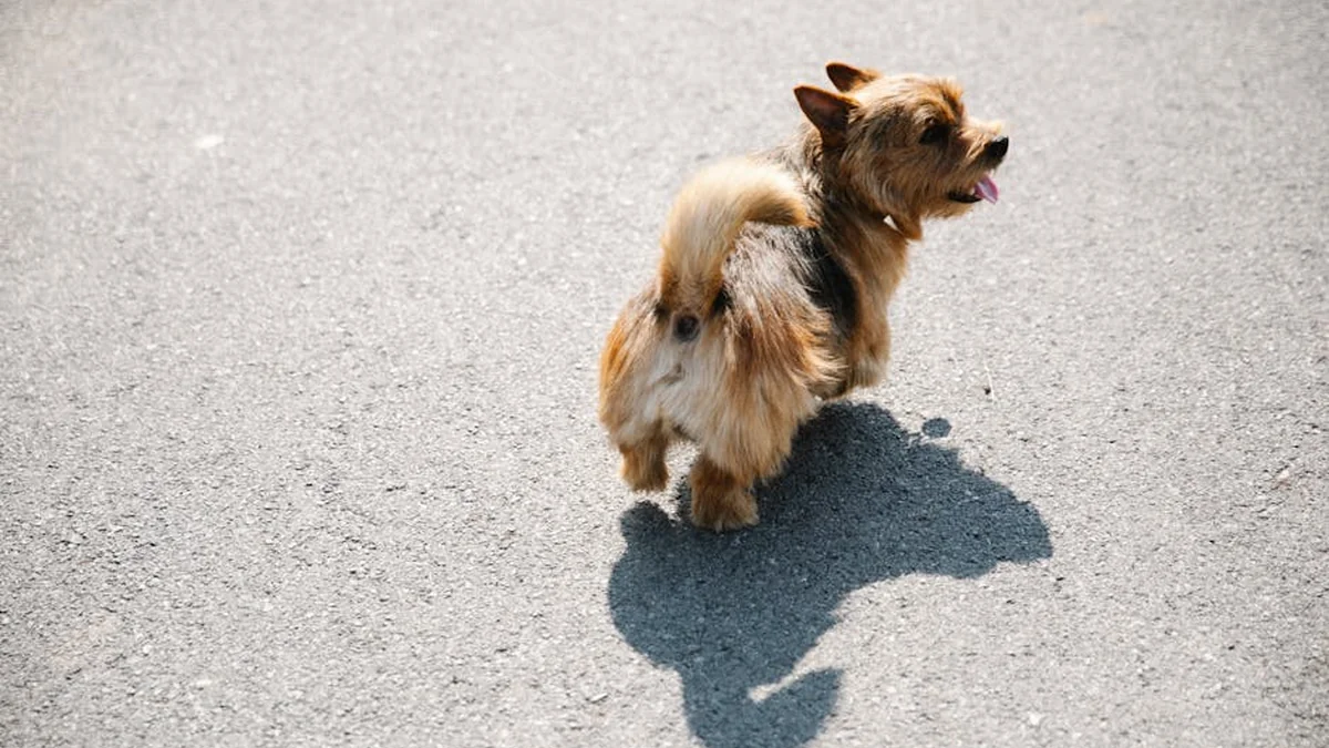 He tied the dog to the car and pulled it along Šibenik: ‘The bottom of the bottom!’