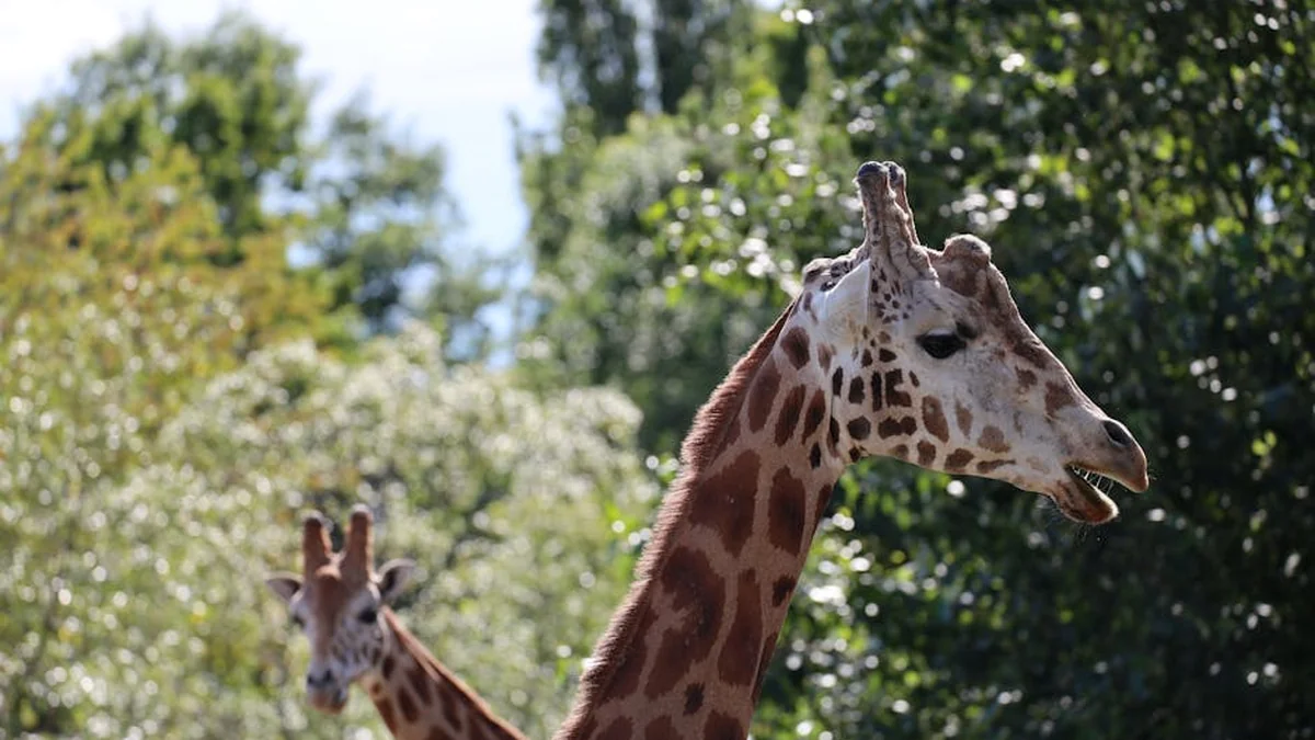 In Ljubljana Zoo, a new giraffe named Pietruška