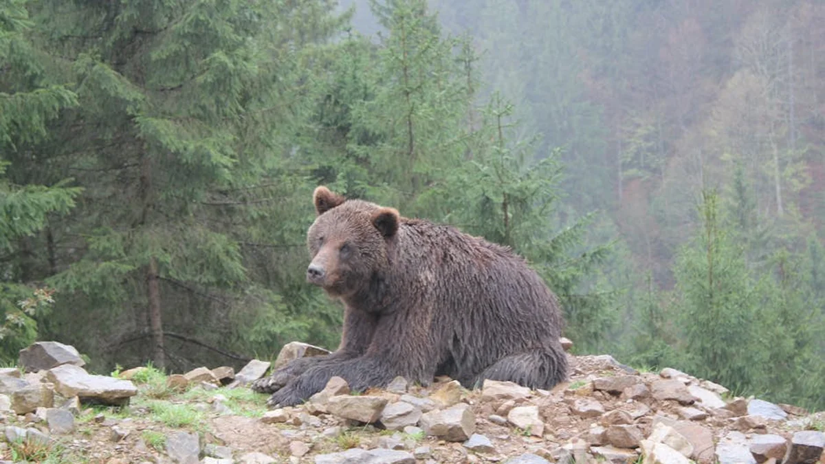 Kako varno sobivati z medvedom?