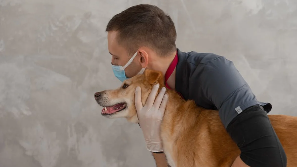 Veterinarji opozarjajo: priljubljena pasja igrača lahko resno poškoduje zobe