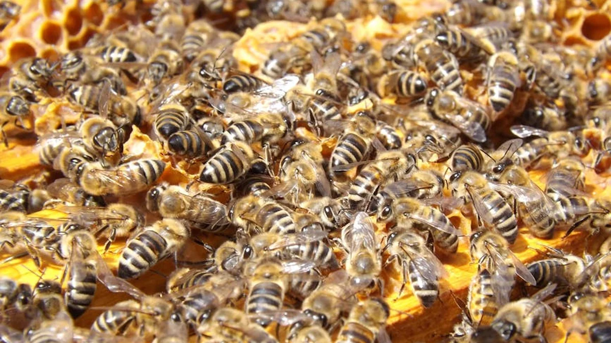 What to do if you notice a bee colony on your garden