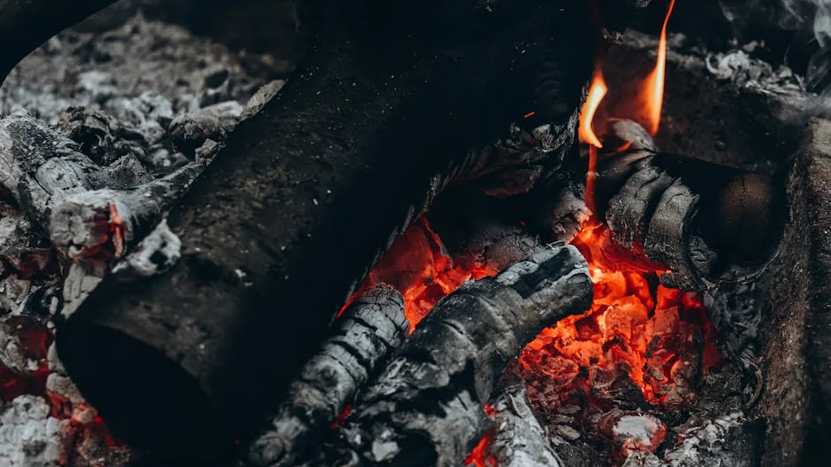 Wood ash and coffee grounds: a mistake that many gardeners make and can harm plants