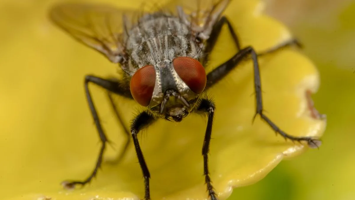 Because of the meat-eating fly that feeds on living tissue, the import ban on livestock from Texas is prohibited