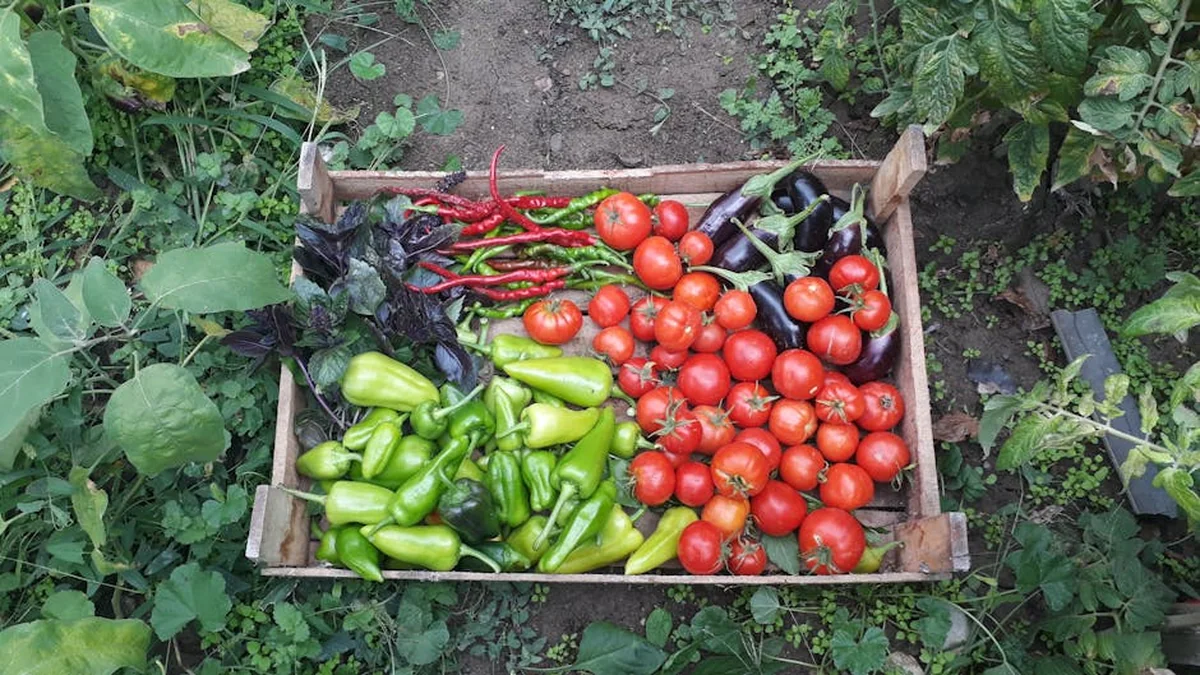 What should be done in the garden in June? These are the tasks that will decide on the summer crop