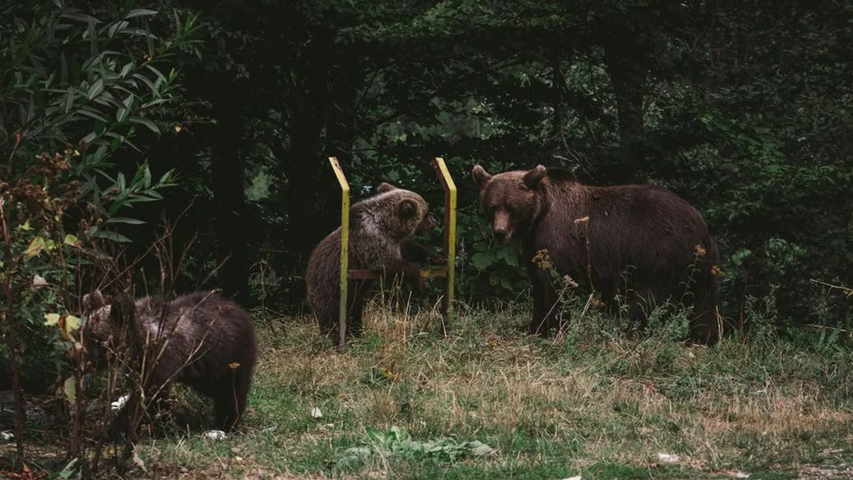 A black bear was spotted in the village, overturned garbage cans