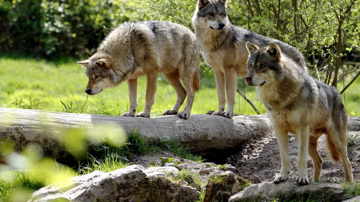 Young Italians met wolves on the way, called rescuers in fear